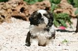 SHIH TZU 344